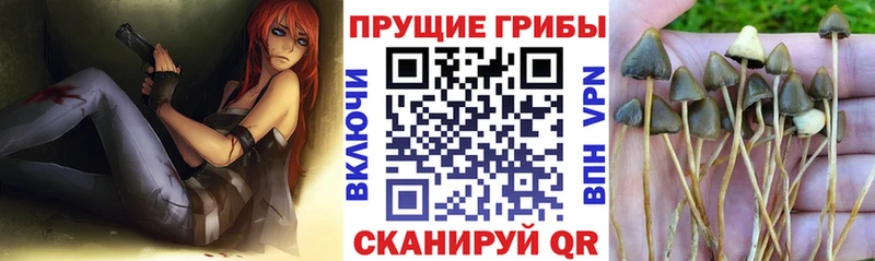 Купить закладки  Болгар  Псилоцибиновые грибы GOLDEN TEACHER 